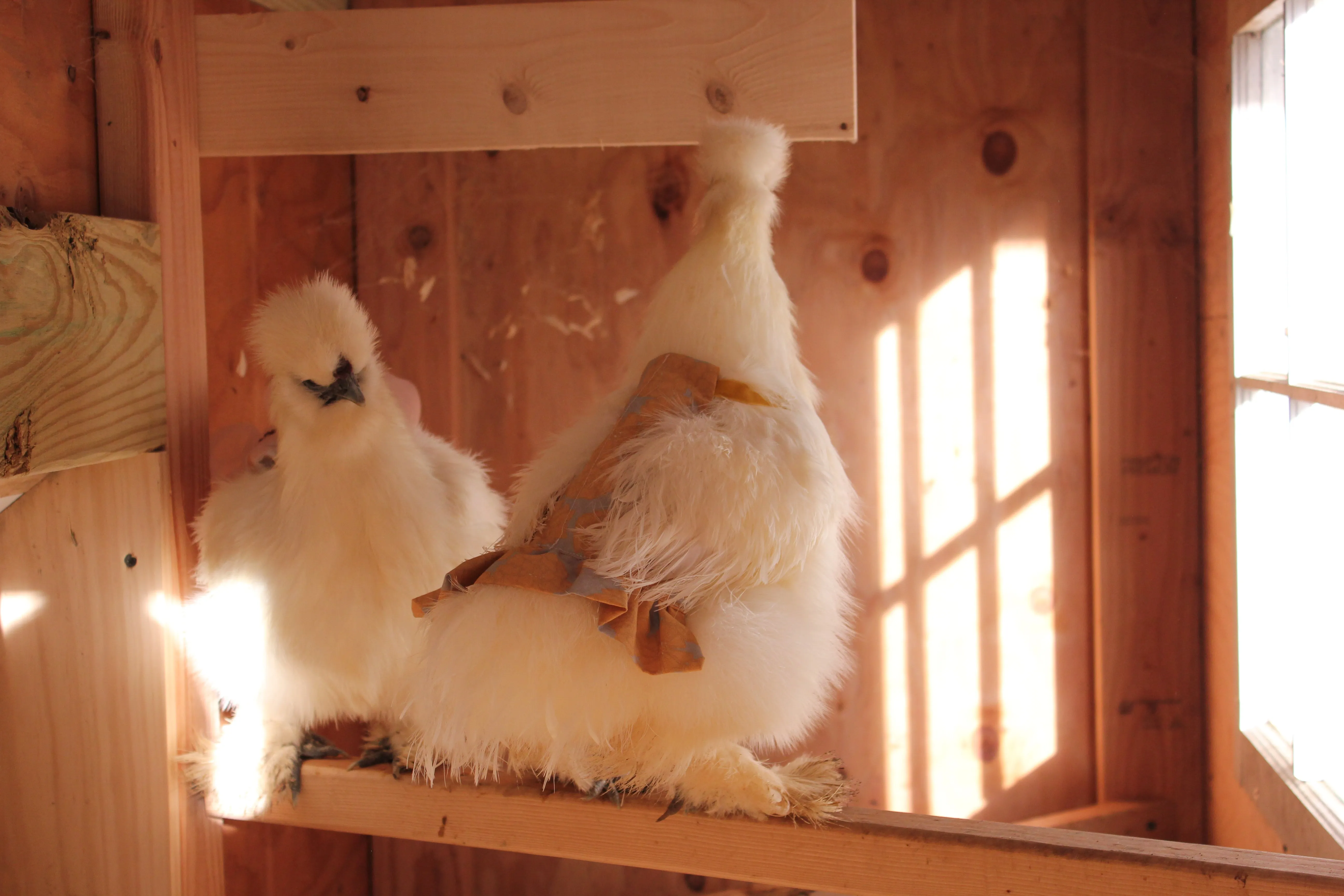 Hen Protector - Ruffle Wild