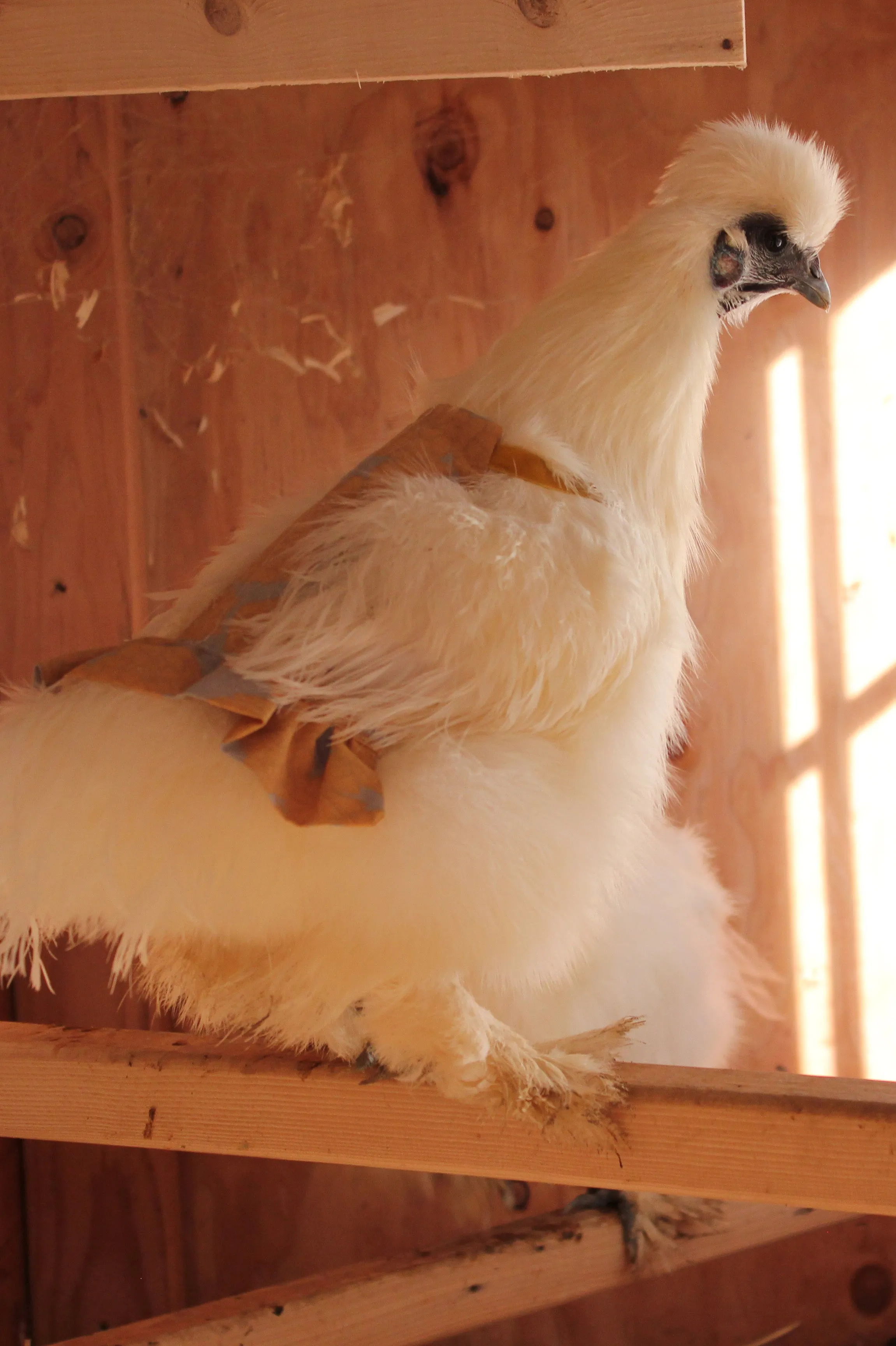 Hen Protector - Ruffle Wild