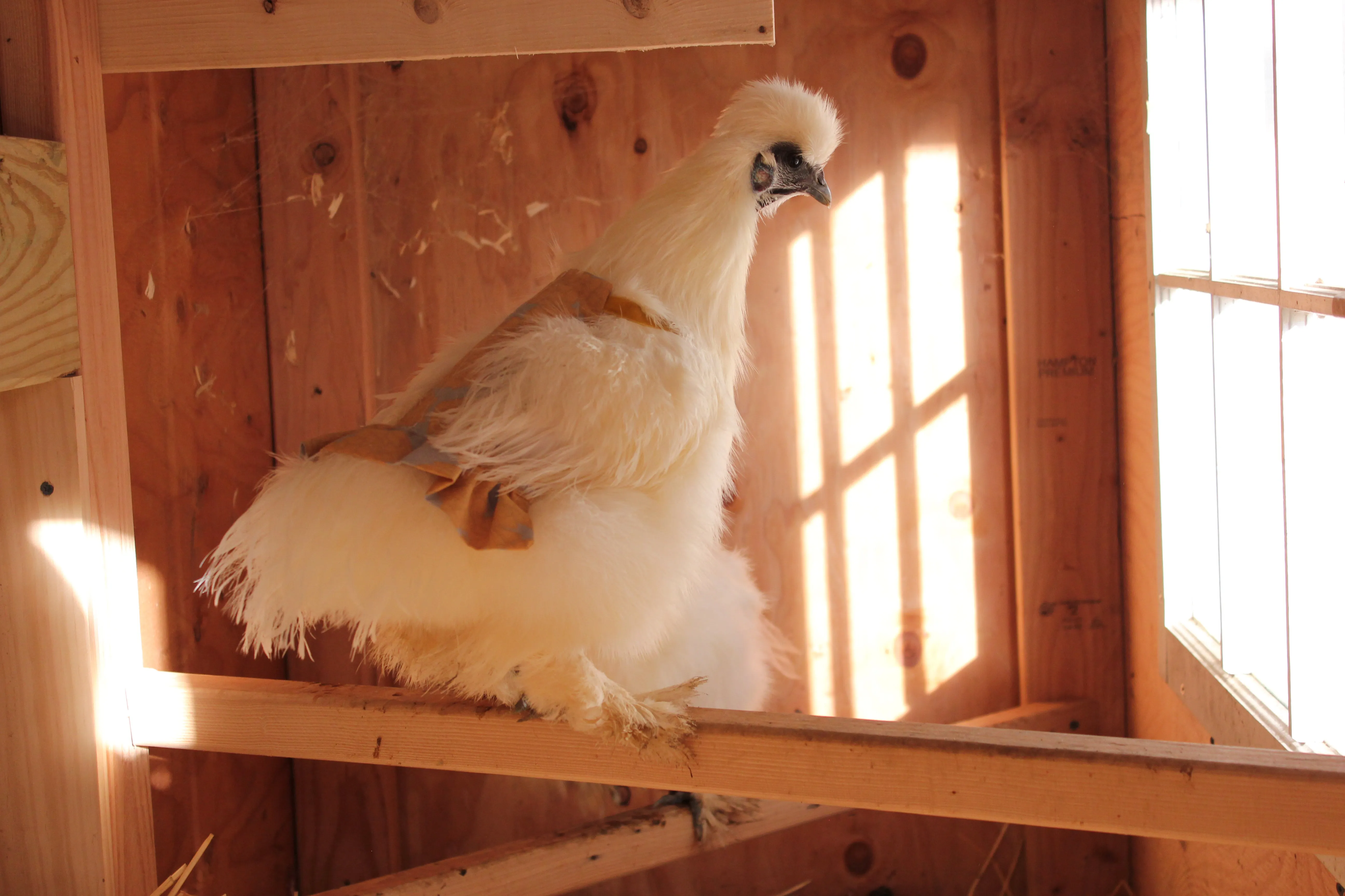 Hen Protector - Ruffle Wild
