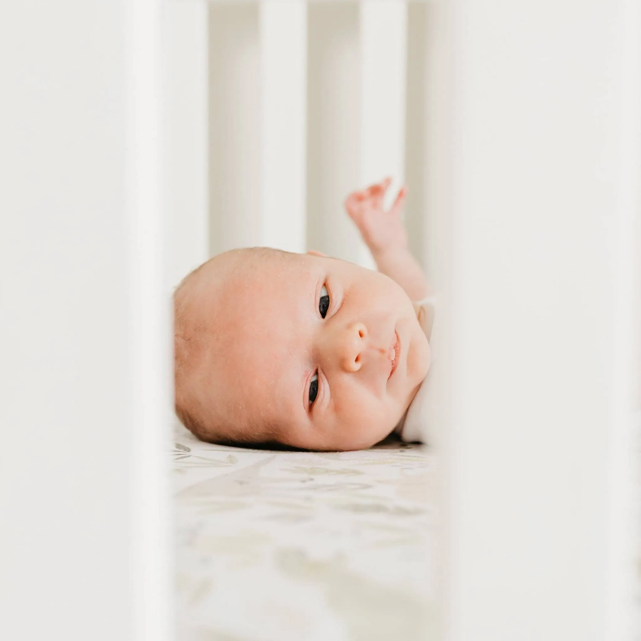 Premium Knit Fitted Crib Sheet - Rex